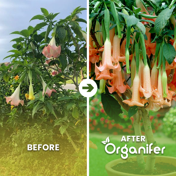 Gelbe Engelstrompete mit trichterförmigen Blüten und Organifer Logo.