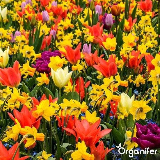 Feld mit Tulpen und Narzissen
