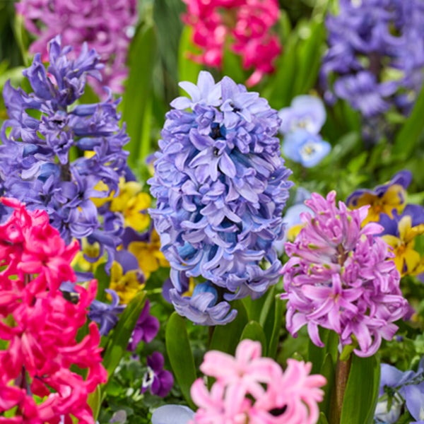 Bloomique – 10er-Mix – Hyacinthus – Hyazinthe – Farbmischung – Blumenzwiebeln – Frühlingsblüte – mehrjährige Pflanzen – wird bis zu 20–25 cm groß