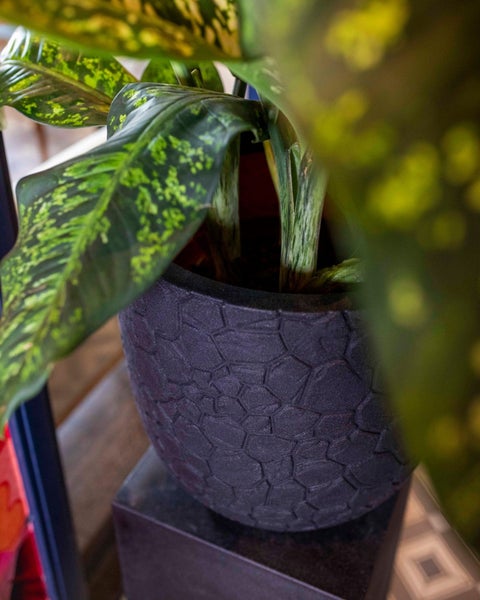Zimmerpflanze in einem dunklen Blumentopf mit geometrischer Oberflächenstruktur.