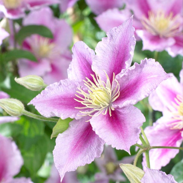 Clematis Piilu – Großblütige Waldrebe – Kletterpflanze – Winterheart – ⌀15 cm – ↕60-70 cm