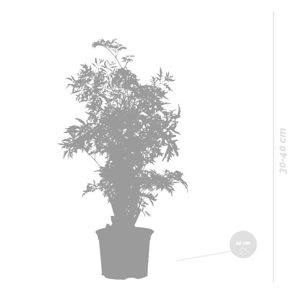 Bloomique - Polyscias Ming - Aralie - Zimmerpflanzen - Luftreinigend - Tierfreundlich - Zimmerpflanzen - 30-40 cm Hoch - Topf 12 cm