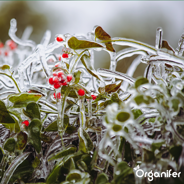 Pflanze mit grünen Blättern und roten Beeren, die mit einer dicken Eisschicht überzogen ist, Winterschutz, Organifer Logo.