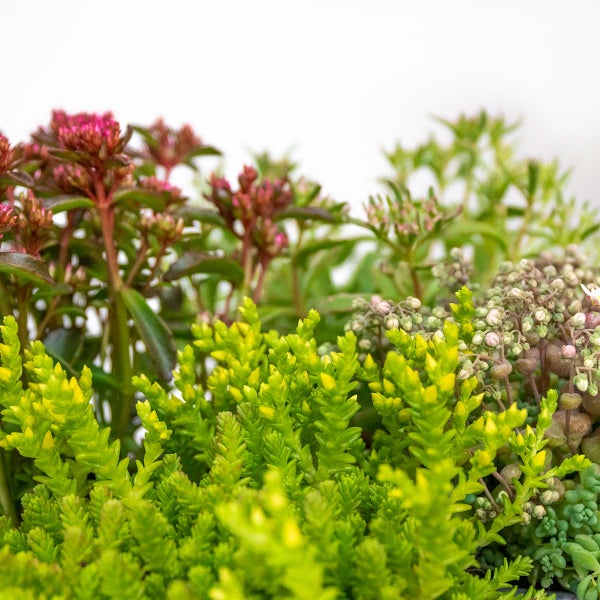 Bloomique - 6er-Mix - Steingartenpflanzen-Mix - Felsenpflanzen - Gartenpflanzen - Winterhart - 15-25 cm Hoch - Topf 14 cm