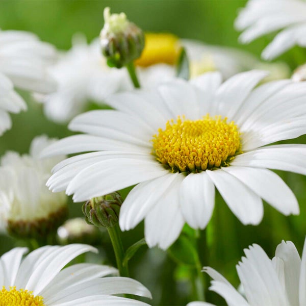 Bloomique - 6er-Set - Argyranthemum - Strauchmargerite - Sommermargerite - Gartenpflanzen - 15-25 cm Hoch - Topf 10,5 cm