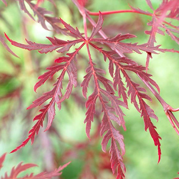 Bloomique - Acer Palmatum Garnet - Japanischer Ahorn - Dunkelrotes Laub - Gartenpflanzen - Winterhart - 50-70 cm Hoch - Topf 19 cm
