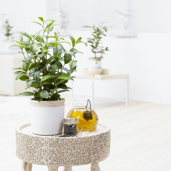 Bloomique - 2er Set - Camellia Sinensis - Echte Tee Pflanze - Machen Sie Ihren eigenen Tee - Winterhart - Höhe 20-30 cm - Topf 10,5 cm