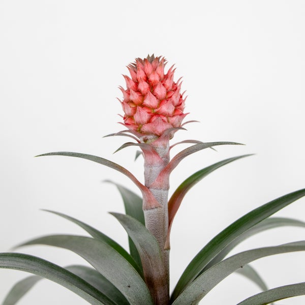 Bloomique - Ananas Rosita - Ananaspflanze - Anti-Schnarch-Pflanze - Zimmerpflanzen - Tierfreundlich - Luftreinigend - 30-40 cm Hoch - Topf 12 cm