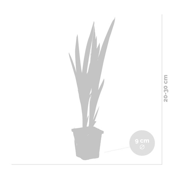 Iris 'Versicolor' – Wilde Schwertlilie – Teichpflanze – Winterhart – ⌀9 cm - ↕20-30 cm