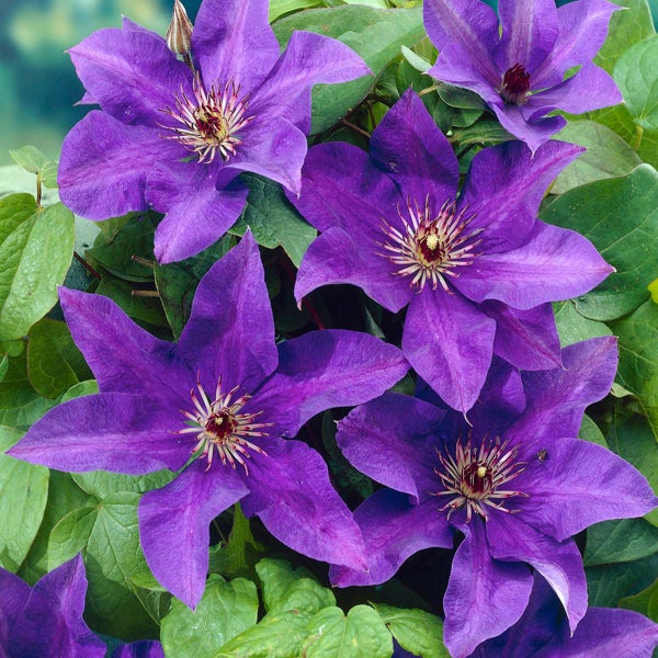 Bloomique - 2er-Set - Clematis The President - Waldrebe - Lila - Kletterpflanzen - Gartenpflanzen - Winterhart - 50-70 cm Hoch - Topf 15 cm