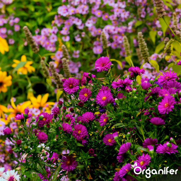 Helles, üppiges Gartenbeet mit blühenden violetten Astern, gelben Blumen und dichtem grünen Laub. Organifer Logo.