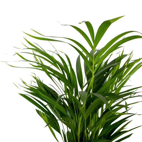 Dypsis Lutescens - Goldpalme - Zimmerpflanze - Pflegefreundlich - ⌀17 cm - ↕60-70 cm