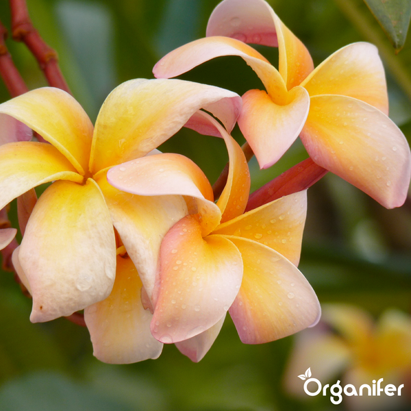 Nahaufnahme von gelb-rosa Plumeria-Blüten mit fünf Blütenblättern und Wassertropfen. Organifer Logo.