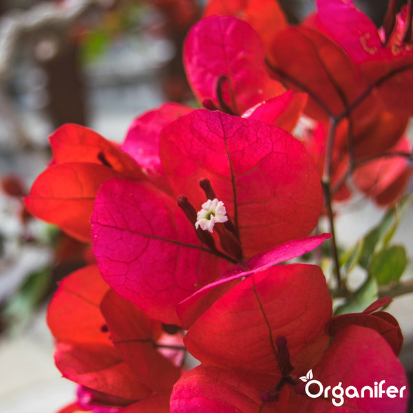 Nahaufnahme einer Bougainvillea mit sichtbaren Blattadern und kleiner Blüte in der Mitte. Organifer Logo.