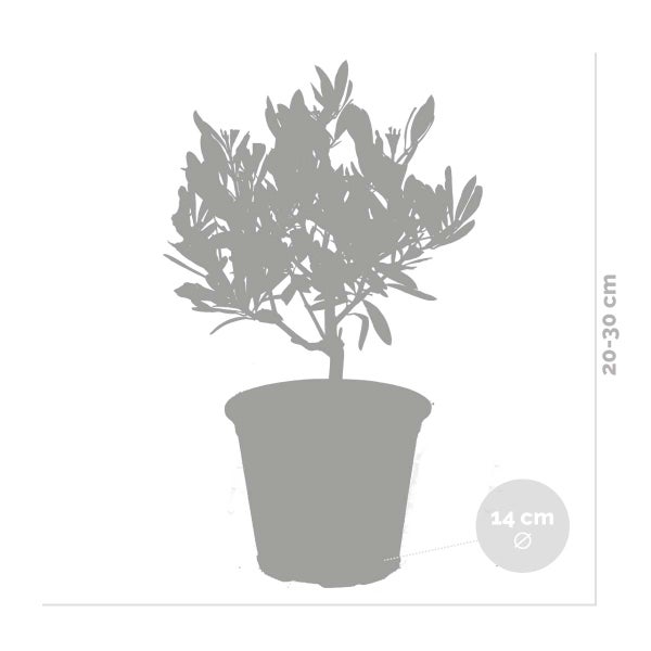 Olea europaea - Olivenbaum - Mittelmeerstrauch - Winterhart – ⌀14 cm - ↕20-30 cm