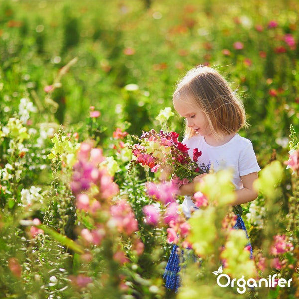 Ein Kind hält einen Strauß Löwenmäulchen in einem hellen, blühenden Garten. Organifer Logo.