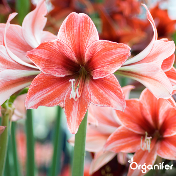 Nahaufnahme von roten und weißen Amaryllis-Blüten auf grünen Stielen. Organifer Logo.