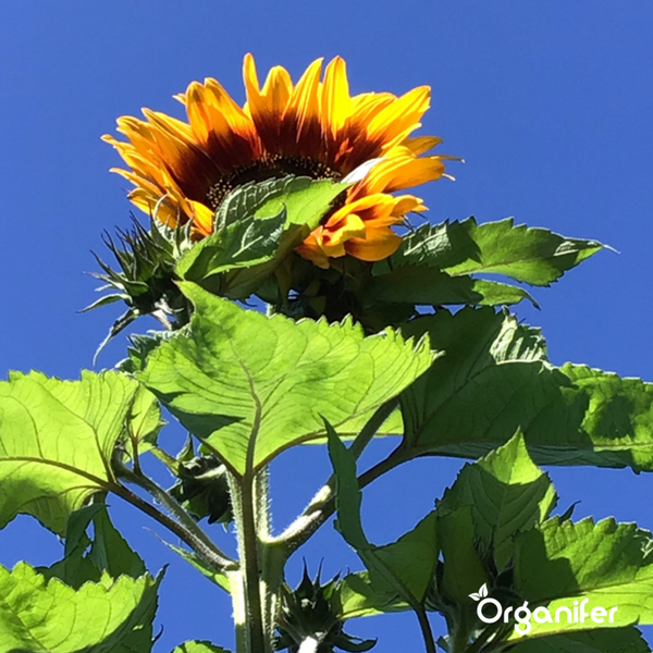 Sonnenblumen-Saatgutpaket - 10 Arten - Organifer