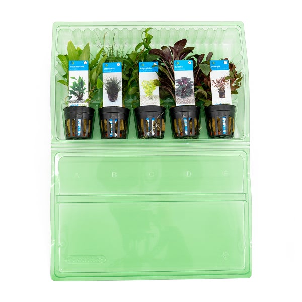 Bloomique - 5er Set - Aquarium Pflanzen Echt - Aquarium Zubehör - Wasserpflanzen - Reinigend - Sauerstoff - Ludwigie, Nadelsimse, Wasserfreund, Lobelie, Wasserkelch - Höhe 15-20 cm