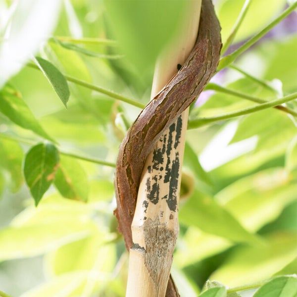 Hängeleuchte mit drei Lampen und Lampenschirmen aus Holz