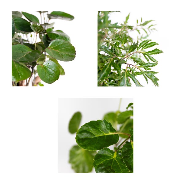 Bloomique - 3er-Mix Polyscias - Aralie - Fabian, Ming, Green Lemon - Zimmerpflanzen - Tierfreundlich - 30-40 cm Hoch - Topf 12 cm