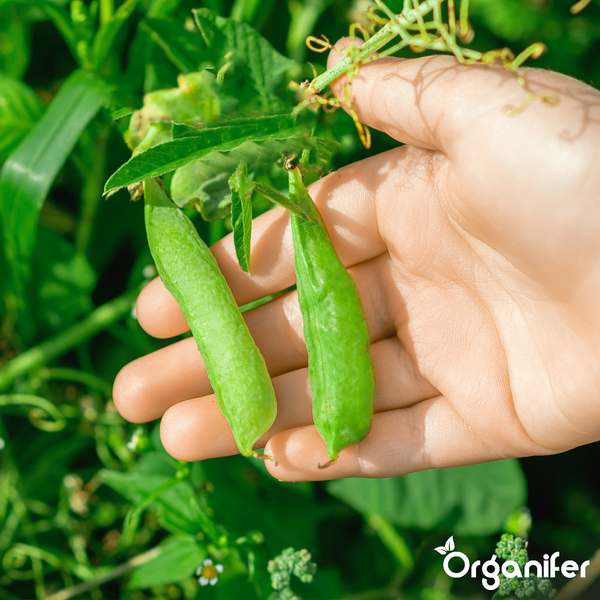 Eine Hand hält zwei frische Erbsenschoten, die noch an der Erbsenpflanze im Garten hängen. Organifer Logo.