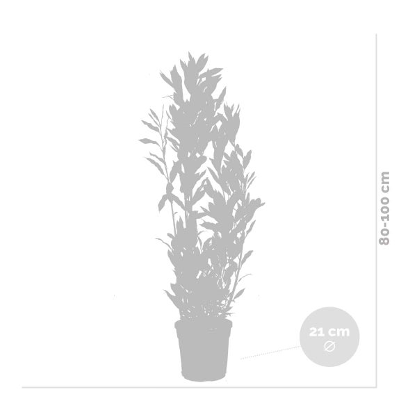 Bloomique - 2er Set - Laurus Nobilis - Lorbeer Pflanze - Gartenpflanzen Winterhart - Gartenkräuter Pflanzen - Höhe 80-100 cm - Topf 21 cm