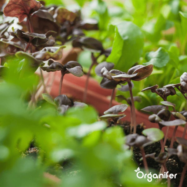 Salat-Saatgutpaket - 20 Arten - Organifer