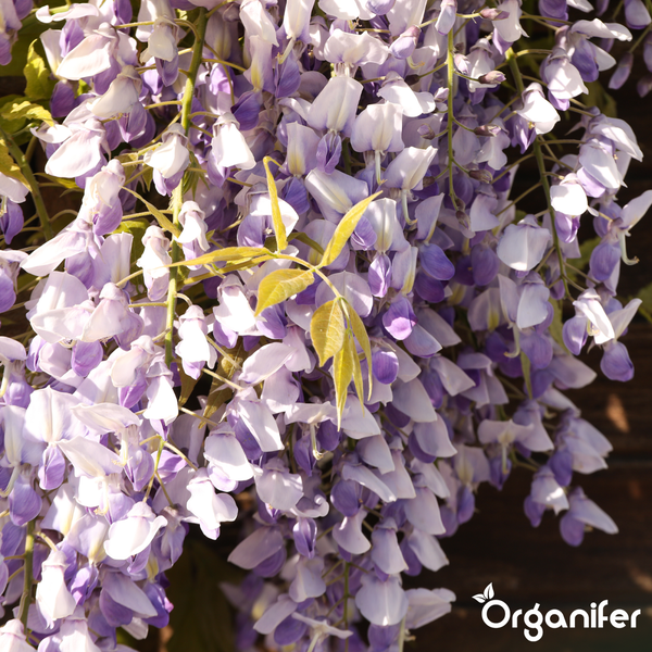 Blauregen in voller Blüte mit hängenden lila-weißen Blütentrauben und Organifer Logo.