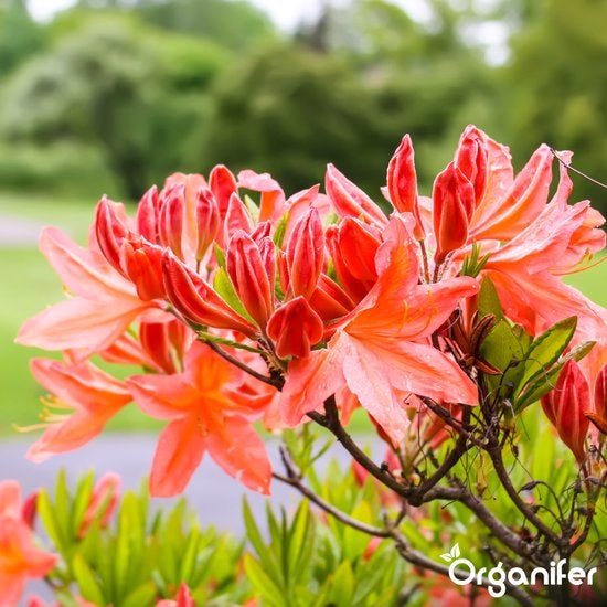 Nahaufnahme einer Azalee mit Blüten und Knospen