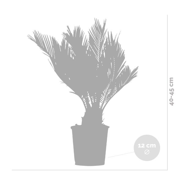 Bloomique - Cycas Revoluta - Palmfarn - Sagopalme - Palme - Sehr Pflegeleicht - Höhe 30-40 cm - Topf 12 cm