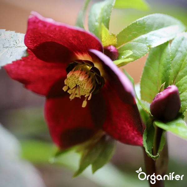 Nahaufnahme einer dunkelroten Lenzrose mit gelben Staubbeuteln, grünen Blättern und einer Blütenknospe. Organifer Logo.