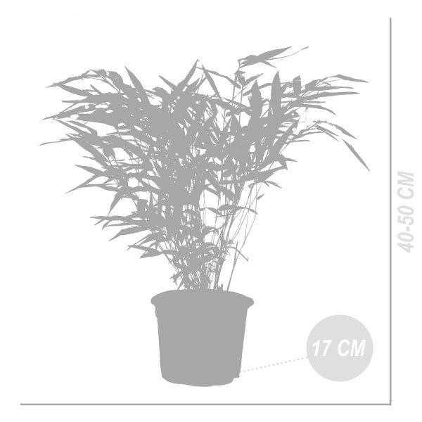 Bloomique - 2er Set - Fargesia Rufa - Bambus Pflanze - Gartenpflanze - Balkonpflanzen - Winterhart - Nicht Invasiv - Höhe 40-60 cm - Topf 17 cm