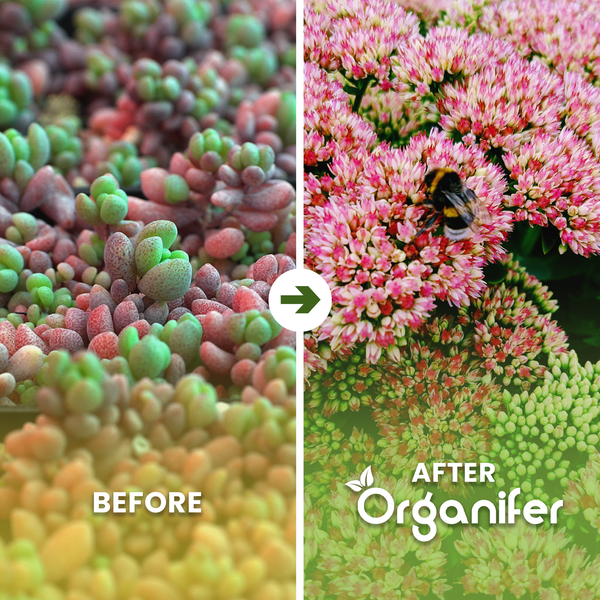 Vorher-Nachher-Vergleich von Fetthenne mit Organifer. Von grünen Blättern zur vollen rosa Blüte mit einer Hummel. Organifer Logo.