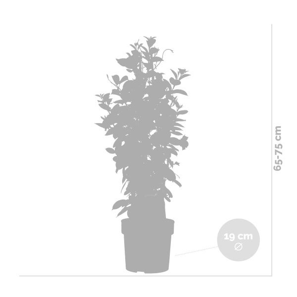 Mandevilla Sundaville – Chilenischer Jasmin – Schlingpflanze – Rot – ⌀19 cm – ↕65-75 cm