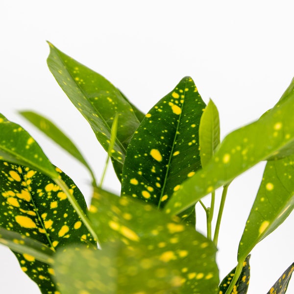 Codiaeum 'Sonniger Stern' | Croton - Kamerplant in Kwekerspot ⌀12 cm - ↕15-25 cm
