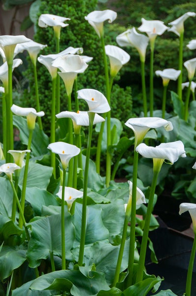 Weißer Aronstab | Zantedeschia 'Aethiopica' 6x - Teichpflanze im Gartentopf ⌀9 cm - ↕15 cm