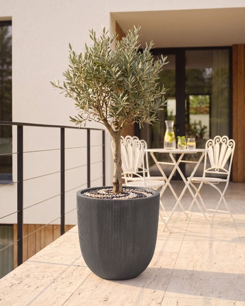 Olivenbaum in einem anthrazitfarbenen, geriffelten Pflanzkübel auf einem hellen Balkon mit weißen Gartenmöbeln.