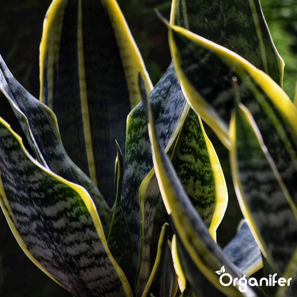 Sansevieria-Pflanze mit gemusterten Blättern und Organifer Logo