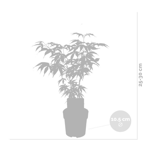 4x Acer Mix - Orange Dream - Going Green - Schmetterling - Atropurpureum – ⌀10,5 cm - ↕25-30 cm