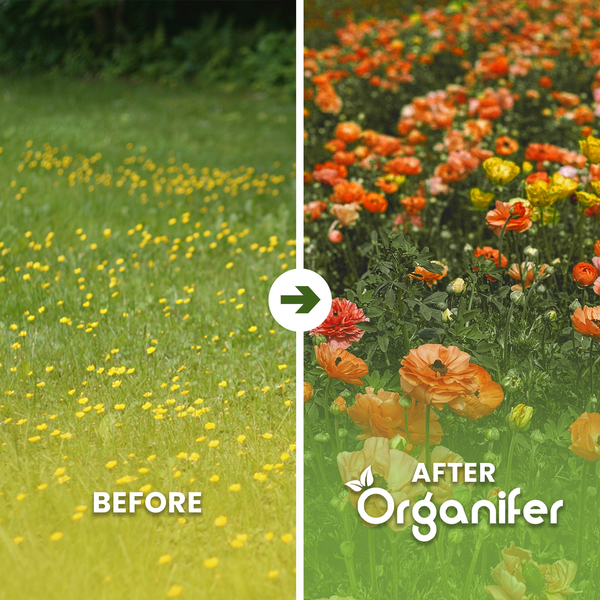 Vorher-Nachher-Vergleich im Garten: Von Rasen mit Wildblumen zu einem dichten Beet mit Ranunkeln. Organifer Logo.