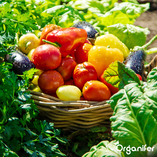 Geflochtener Korb mit frischem Gemüse wie Tomaten, Paprika und Auberginen zwischen Gartenpflanzen. Organifer Logo.