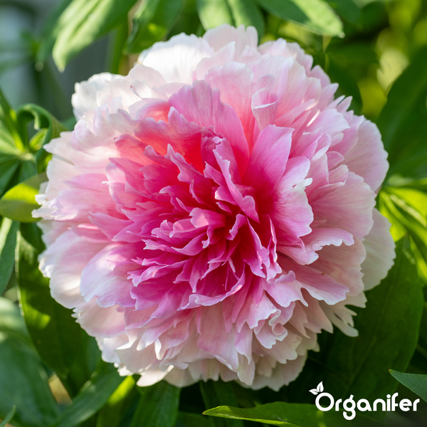 Nahaufnahme einer Pfingstrose in Blüte mit hellrosa und cremefarbenen Blütenblättern in einem Garten, Organifer Logo.