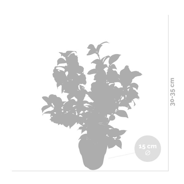 Kamelie im Topf, 30 bis 35 cm hoch, Topfdurchmesser 15 cm