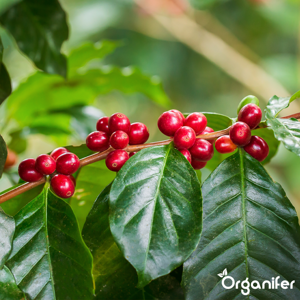 Kaffeepflanze mit reifen roten Beeren an einem Zweig und grünen Blättern. Organifer Logo.