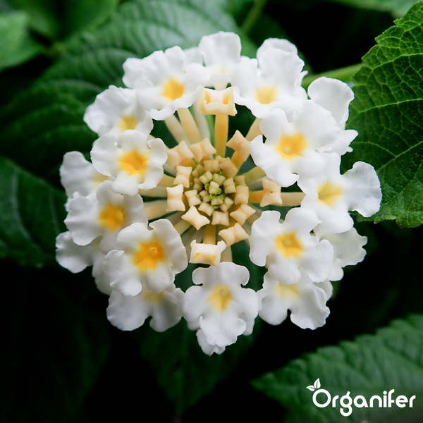Wandelröschen Lantana camara mit weißen und gelben Blüten, grünen Blättern und Organifer Logo.