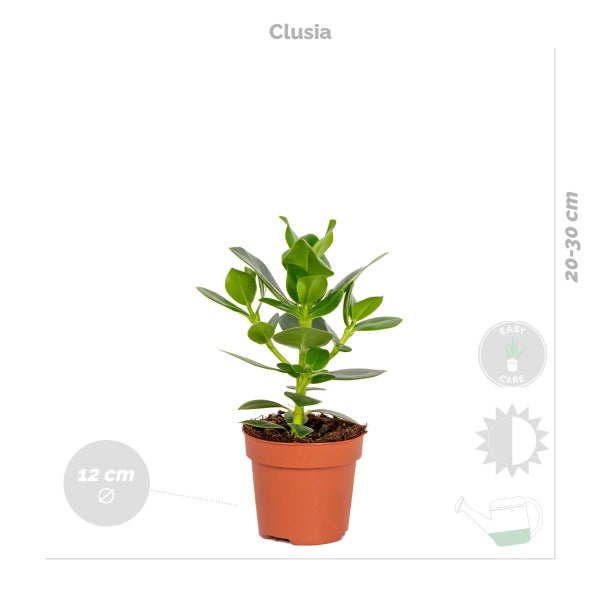 4x Pflegefreundliche Mischung - Zimmerpflanze – ⌀12 cm - ↕ 25-45 cm