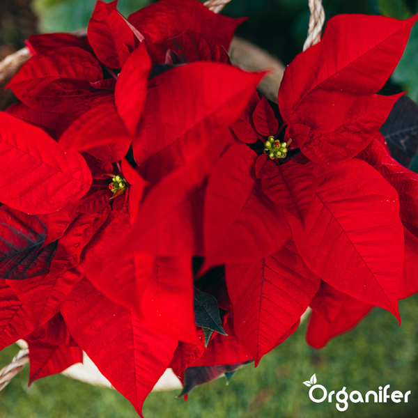 Rote Poinsettie in einem geflochtenen Korb. Organifer Logo.
