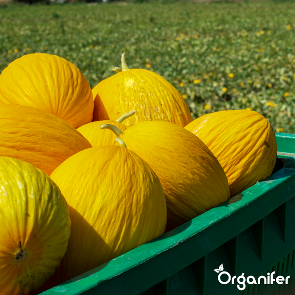 Frische gelbe Melonen in einer grünen Kiste auf einem Feld. Organifer Logo.