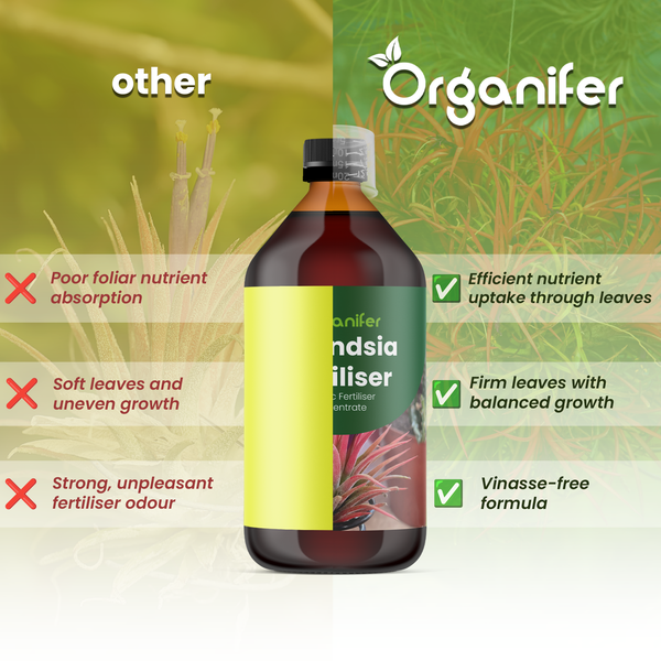 Blühende Tillandsia Luftpflanze mit roten Hochblättern und violetten Blüten. Organifer Logo.